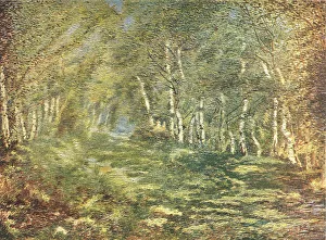 Grassy Collection: Beech Avenue