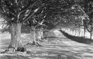 Shadows Prints: The Beech Avenue at Badbury Rings