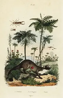 Beech marten, earwig and ferns