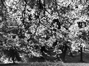 Beech Tree Leaves
