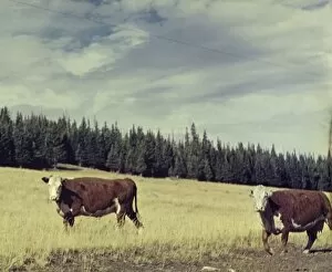 Beef Cattle, near Granite Pass - Wyoming