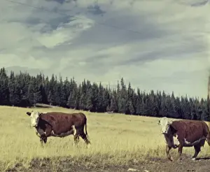 Inviting Prints: Beef Cattle, near Granite Pass - Wyoming