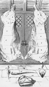 Hung Prints: Beef cuts, 1857