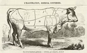 Beef Collection: Beef Cuts Diagram 1855