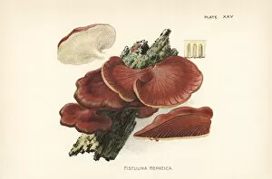 Mushrooms Gallery: Beefsteak fungus, Fistulina hepatica