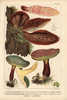 Beefsteak fungus, Fistulina hepatica, edible Beefsteak fungus, Fistulina hepatica, edible