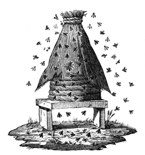Images Dated 22nd August 2011: Beehive and Bees