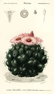 Louis Joseph Edouard Maubert Prints: Beehive cactus, Coryphantha elephantidens