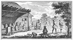 1760 Gallery: Beekeeping / Diderot