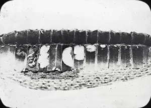 Brood Prints: Beekeeping Lantern Slide series