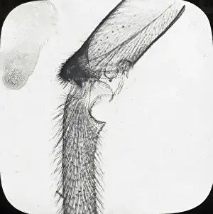 Beekeeping Lantern Slide series