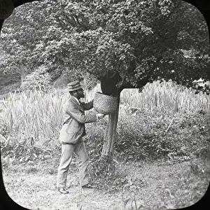 Beekeeping Lantern Slide series