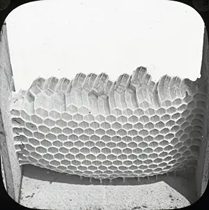 Beekeeping Lantern Slide series