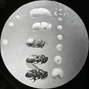Beekeeping Lantern Slide series