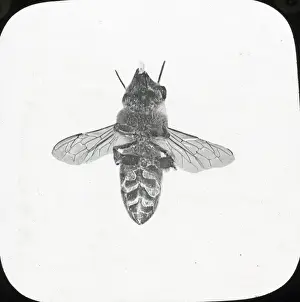 Beekeeping Lantern Slide series
