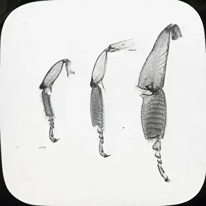 Beekeeping Lantern Slide series