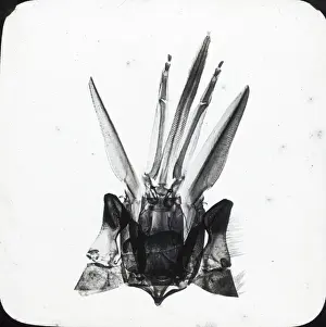 Beekeeping Lantern Slide series