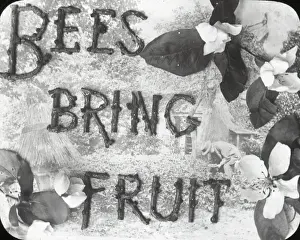 Beekeeping Lantern Slide series