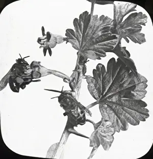 Beekeeping Lantern Slide series