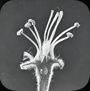 Beekeeping Lantern Slide series