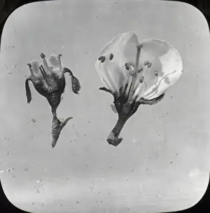 Beekeeping Lantern Slide series