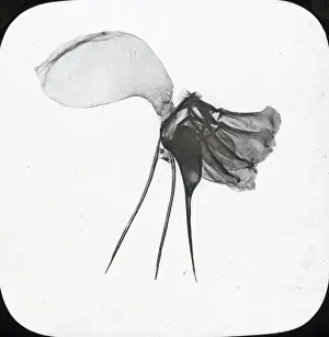 Beekeeping Lantern Slide series