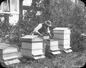 Beekeeping Lantern Slide series