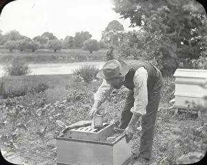 Beekeeping Lantern Slide series