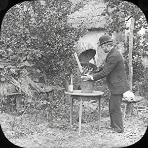 Beekeeping Lantern Slide series