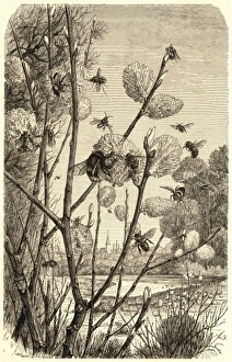 Spring Collection: Bees in springtime