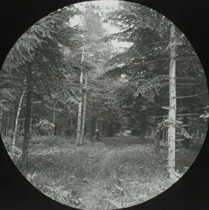 Beeston Prints: Beeston Wood