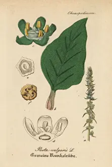 Beet, Beta vulgaris