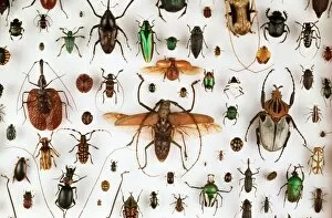 Natural History Museum Collection: Beetle collection