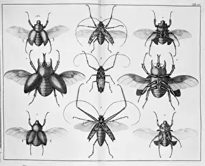 Beetle illustration