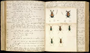 Arthropoda Gallery: Beetle illustrations