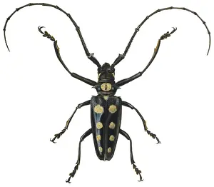 Light Box Prints: Beetle / Lamia Roylii / Tzs