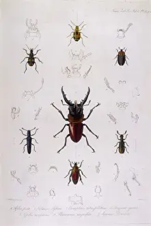 Beetle / Lucanus