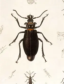 Beetle / Prionus Cumingii