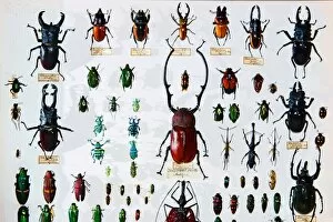 Alfred Russel Gallery: Beetle specimens from the Wallace collection