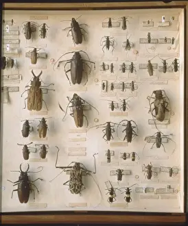 Beetles