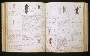 Note Collection: Beetles