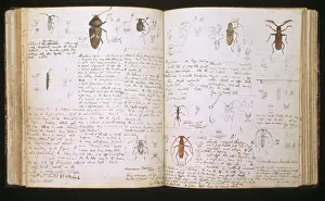 Hexapoda Prints: Beetles