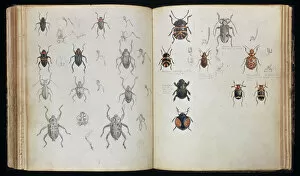 Beetle Gallery: Beetles