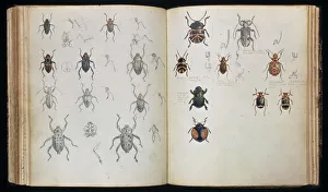 Beetle Gallery: Beetles