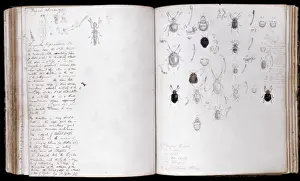 Beetles