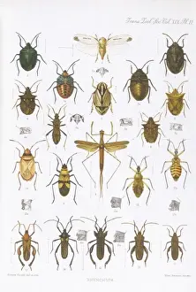 Beetles - Assorted