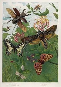 1860 Collection: Beetles and Butterflies