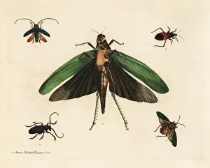 Beetles and cricket