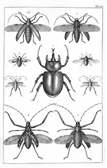 Albertus Seba Gallery: Beetles illustration