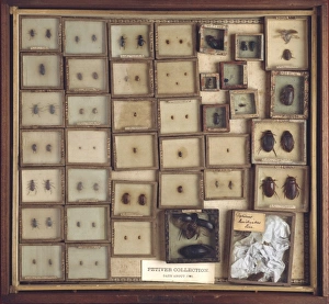 Beetles from Joseph Dandridges collection Beetles from Joseph Dandridges collection